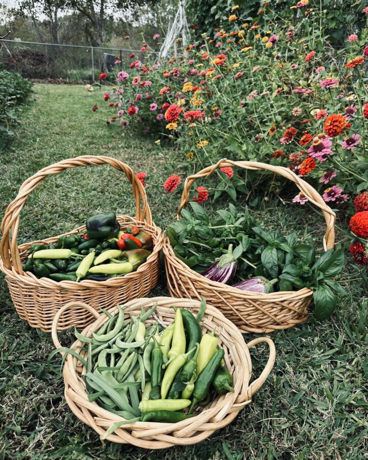 baskets of garden produce in the middle of the garden